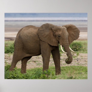 Africa. Tanzania. Elephant at Lake Manyara NP. Poster