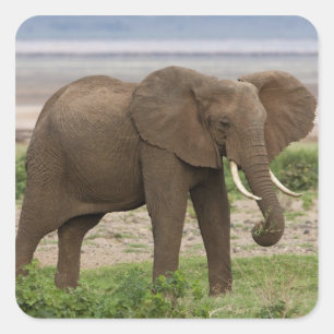 Africa. Tanzania. Elephant at Lake Manyara NP. Square Sticker