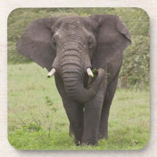 Africa Tanzania Elephant at Ngorongoro Crater Coaster