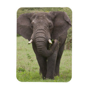 Africa Tanzania Elephant at Ngorongoro Crater Magnet
