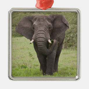 Africa Tanzania Elephant at Ngorongoro Crater Metal Tree Decoration