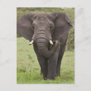 Africa Tanzania Elephant at Ngorongoro Crater Postcard