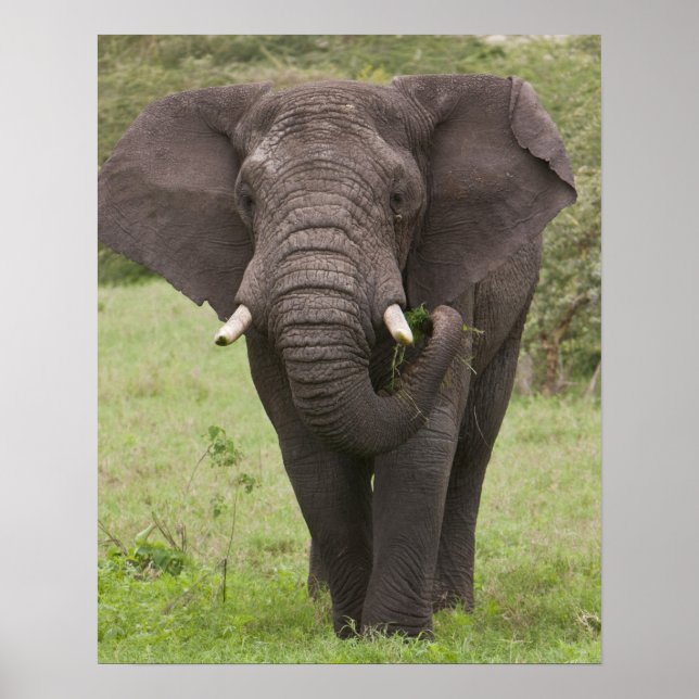 Africa Tanzania Elephant at Ngorongoro Crater Poster (Front)