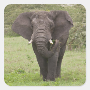 Africa Tanzania Elephant at Ngorongoro Crater Square Sticker