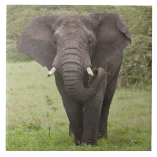 Africa Tanzania Elephant at Ngorongoro Crater Tile