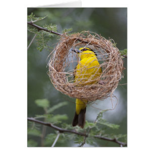 Africa. Tanzania. Female Black-Necked Weaver