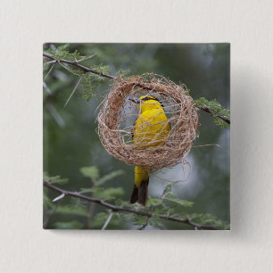 Africa. Tanzania. Female Black-Necked Weaver 15 Cm Square Badge