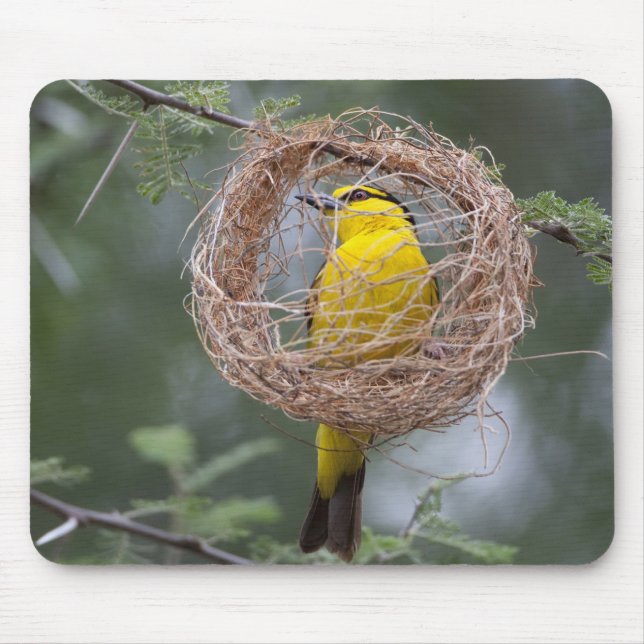 Africa. Tanzania. Female Black-Necked Weaver Mouse Pad (Front)