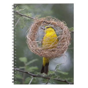 Africa. Tanzania. Female Black-Necked Weaver Notebook