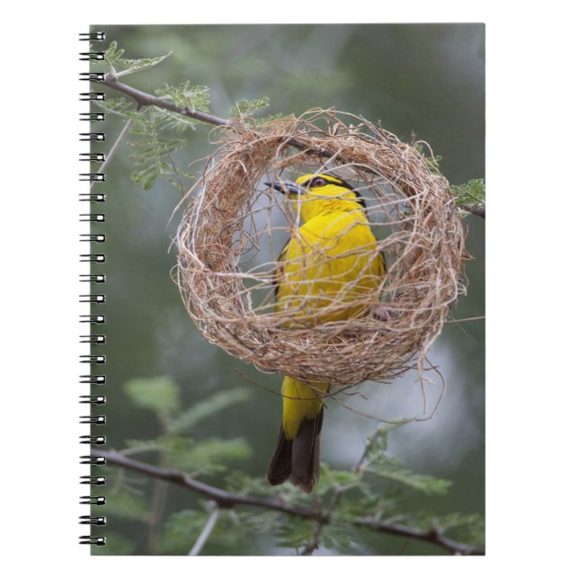 Africa. Tanzania. Female Black-Necked Weaver Notebook (Front)