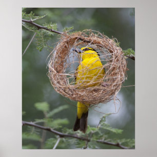 Africa. Tanzania. Female Black-Necked Weaver Poster