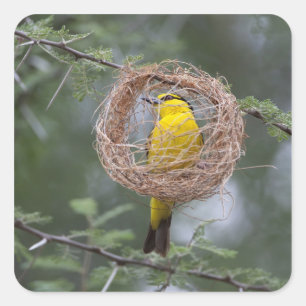 Africa. Tanzania. Female Black-Necked Weaver Square Sticker