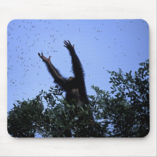 Africa, Tanzania, Glitter reaches for flying Mouse Pad