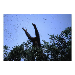 Africa, Tanzania, Glitter reaches for flying Photo Print