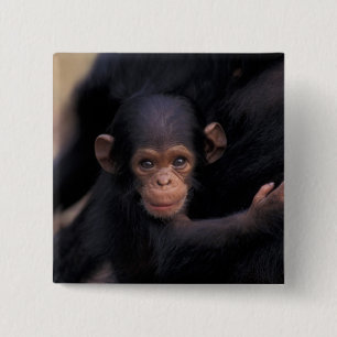 Africa, Tanzania, Gombe Nat'l Park 15 Cm Square Badge