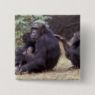 Africa, Tanzania, Gombe NP Infant female 15 Cm Square Badge