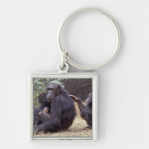 Africa, Tanzania, Gombe NP Infant female Key Ring