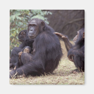 Africa, Tanzania, Gombe NP Infant female Magnet