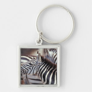 Africa,Tanzania,herd of zebras Key Ring
