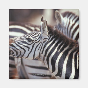 Africa,Tanzania,herd of zebras Magnet