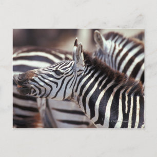 Africa,Tanzania,herd of zebras Postcard
