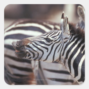 Africa,Tanzania,herd of zebras Square Sticker