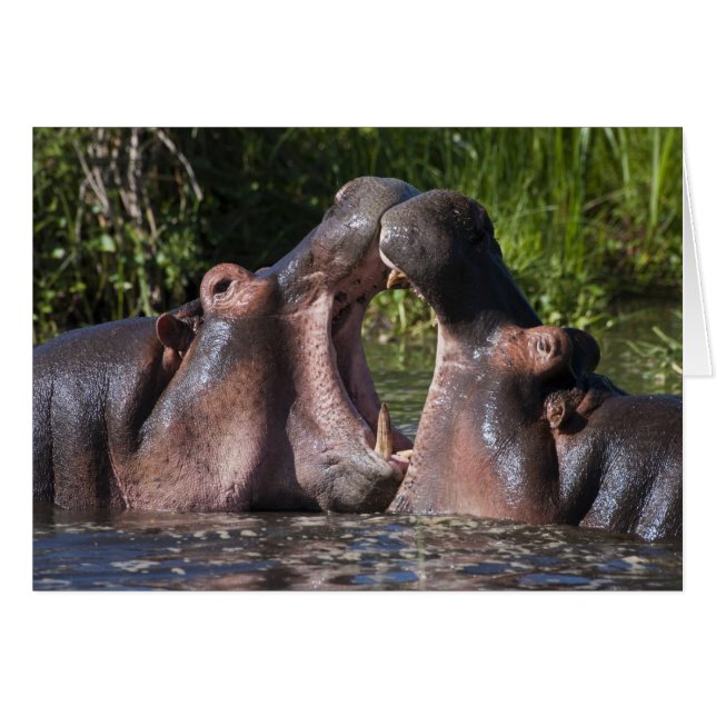 Africa. Tanzania. Hippopotamus sparring (Front Horizontal)