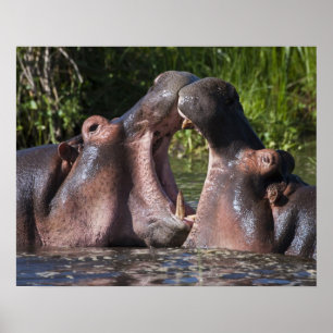 Africa. Tanzania. Hippopotamus sparring at the Poster