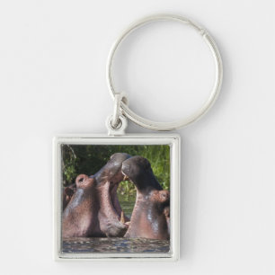 Africa. Tanzania. Hippopotamus sparring Key Ring