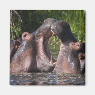 Africa. Tanzania. Hippopotamus sparring Magnet