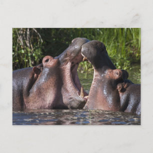 Africa. Tanzania. Hippopotamus sparring Postcard