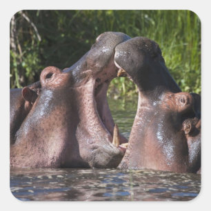 Africa. Tanzania. Hippopotamus sparring Square Sticker