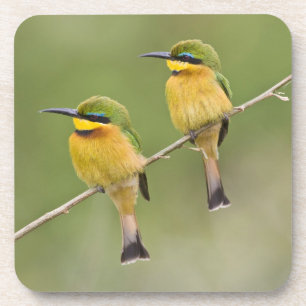 Africa. Tanzania. Little Bee Eaters at Manyara Coaster