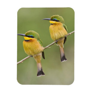Africa. Tanzania. Little Bee Eaters at Manyara Magnet