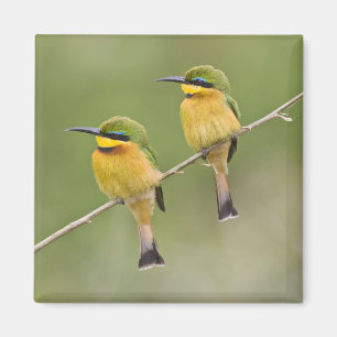 Africa. Tanzania. Little Bee Eaters at Manyara Magnet