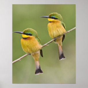 Africa. Tanzania. Little Bee Eaters at Manyara Poster