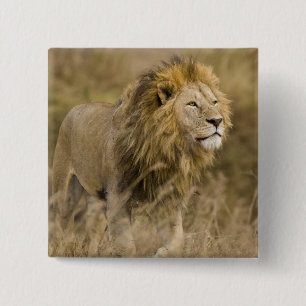 Africa. Tanzania. Male Lion at Ngorongoro 15 Cm Square Badge