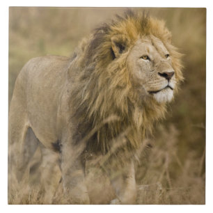 Africa. Tanzania. Male Lion at Ngorongoro Ceramic Tile