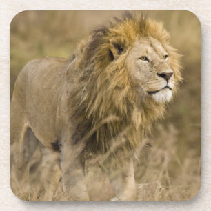 Africa. Tanzania. Male Lion at Ngorongoro Coaster