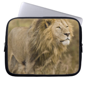 Africa. Tanzania. Male Lion at Ngorongoro Laptop Sleeve