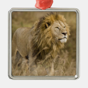 Africa. Tanzania. Male Lion at Ngorongoro Metal Tree Decoration