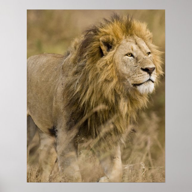 Africa. Tanzania. Male Lion at Ngorongoro Poster (Front)
