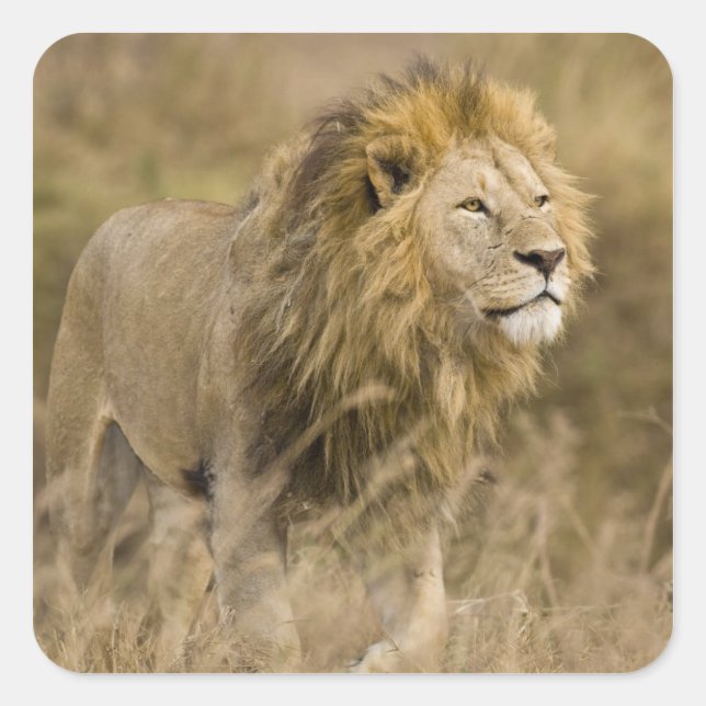 Africa. Tanzania. Male Lion at Ngorongoro Square Sticker (Front)