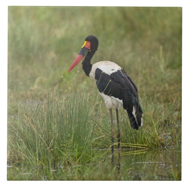 Africa. Tanzania. Male Saddle-billed Stork Ceramic Tile (Front)
