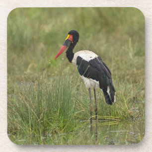 Africa. Tanzania. Male Saddle-billed Stork Coaster