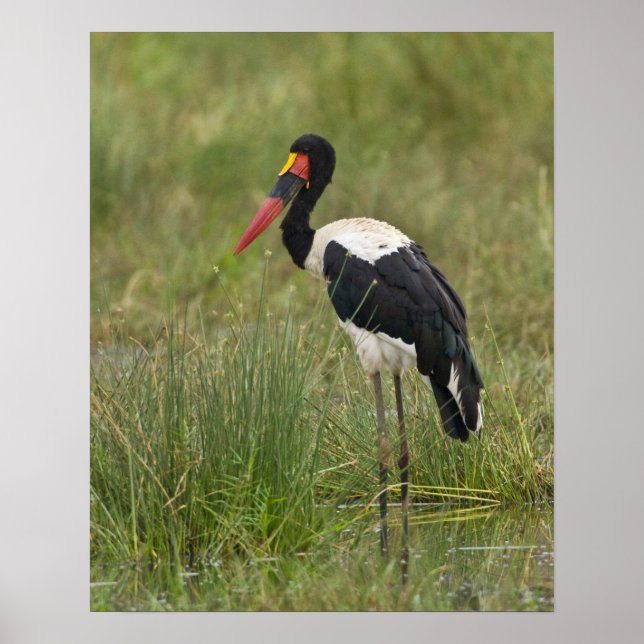Africa. Tanzania. Male Saddle-billed Stork Poster (Front)