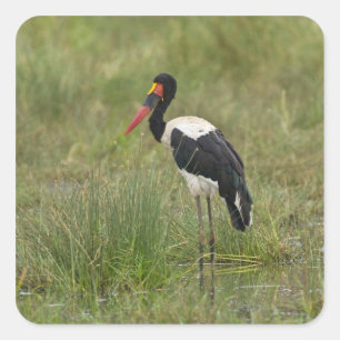 Africa. Tanzania. Male Saddle-billed Stork Square Sticker