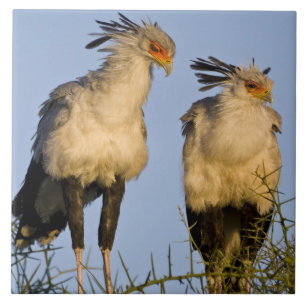 Africa. Tanzania. Secretary Birds at Ndutu Ceramic Tile