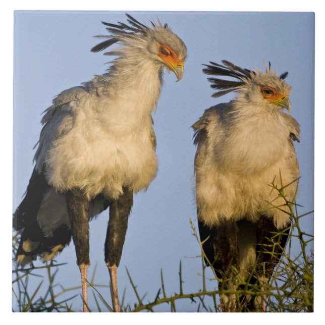Africa. Tanzania. Secretary Birds at Ndutu Ceramic Tile (Front)