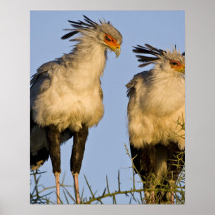 Africa. Tanzania. Secretary Birds at Ndutu in Poster